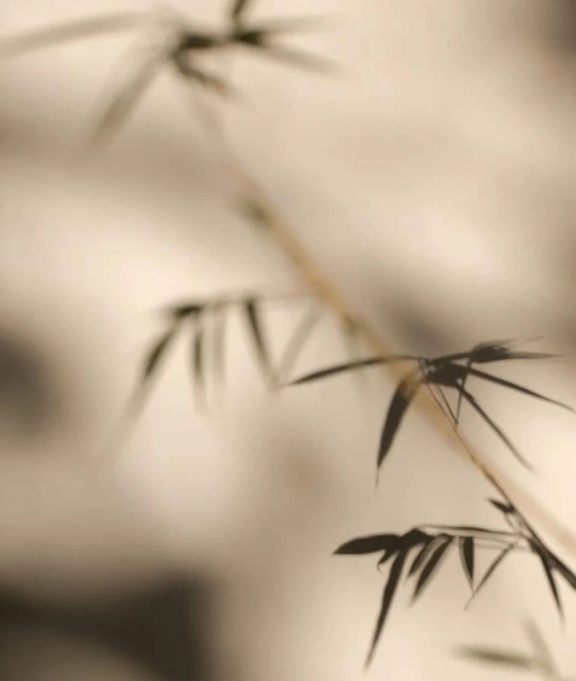 A bamboo grove with leaves and slender trunks