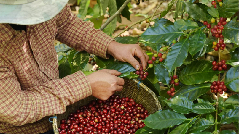 Ngoài các yếu tố trên, chi phí phân bón, nhân công, vận chuyển, logistics và lượng tồn kho cũng có thể tác động đến giá cà phê trong từng giai đoạn.