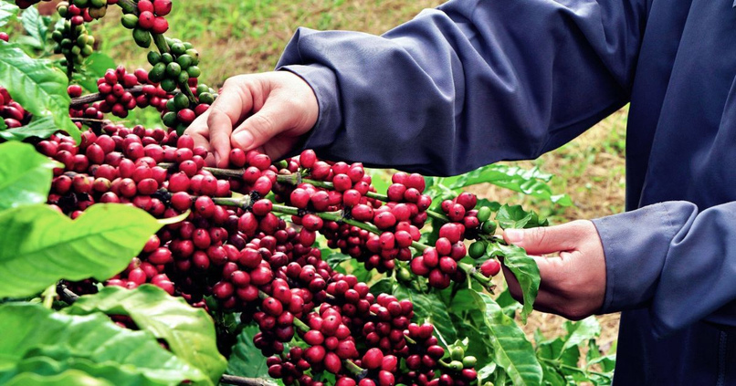 Đối với nhà đầu tư, giá cà phê có thể cung cấp thêm một góc nhìn về thị trường hàng hóa và hoạt động của các ngành có liên quan.