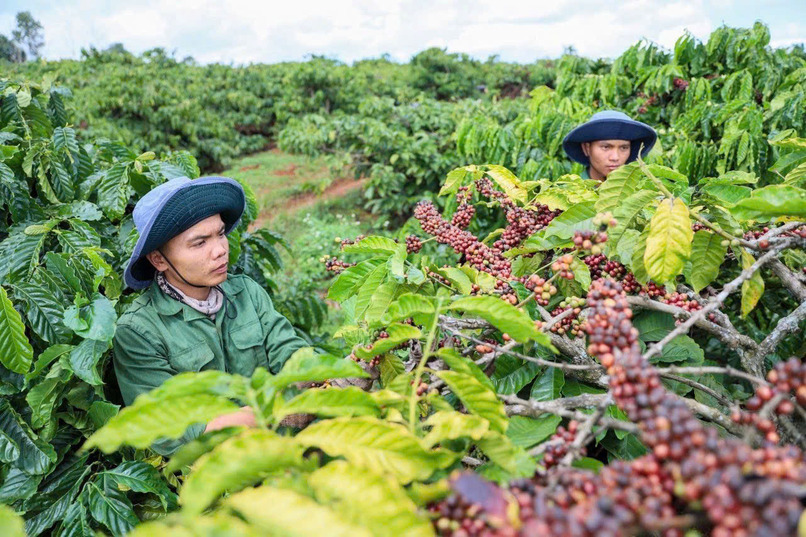 Điều kiện thời tiết và mùa vụ tại các vùng trồng cà phê có thể tác động đến sản lượng thu hoạch và nguồn cung trên thị trường.