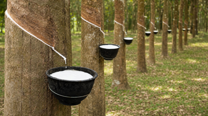 Giá cao su chịu tác động từ nhiều nhóm yếu tố như cung cầu, nhu cầu tiêu thụ của ngành công nghiệp, biến động kinh tế, nguồn cung nguyên liệu và chi phí vận chuyển.