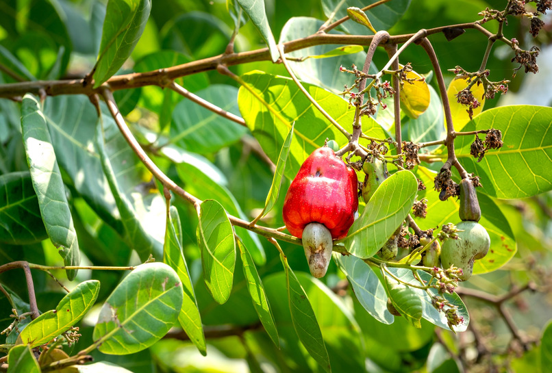 Giá điều chịu tác động từ nguồn cung, mùa vụ, nhu cầu tiêu thụ, chi phí chế biến và hoạt động thương mại quốc tế.