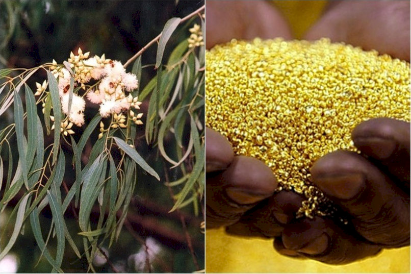 Một số cây như bạch đàn có thể hấp thụ vàng từ đất giúp các nhà khoa học dò mỏ bằng phương pháp sinh học mới.